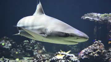 Imagem ilustrativa de um tubarão - Reprodução/Pixabay/Wildfaces