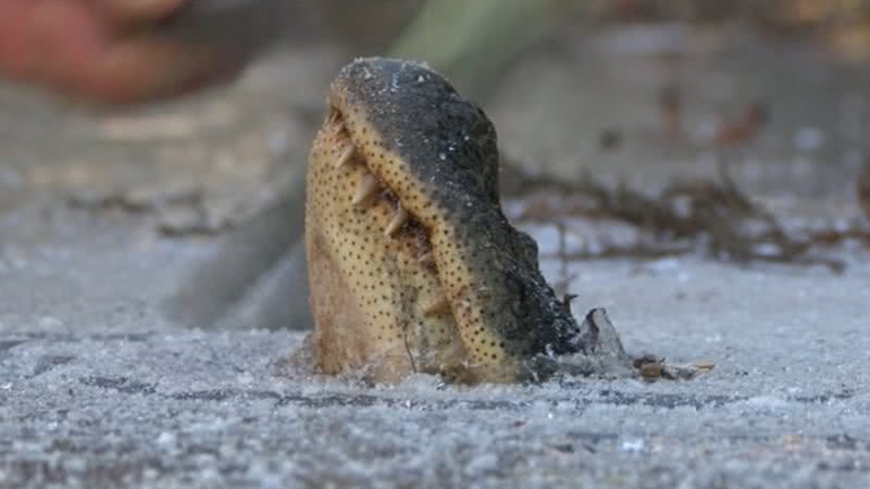 Imagem de crocodilo congelado em lago com o focinho para fora - Reprodução/Vídeo/YouTube/@mysuncoast7