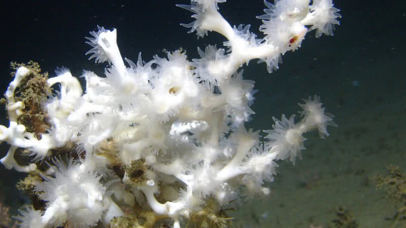 Imagem do coral Desmophyllum pertusum, um dos mais presentes no recife - Reprodução/Flickr/NOAA Ocean Exploration