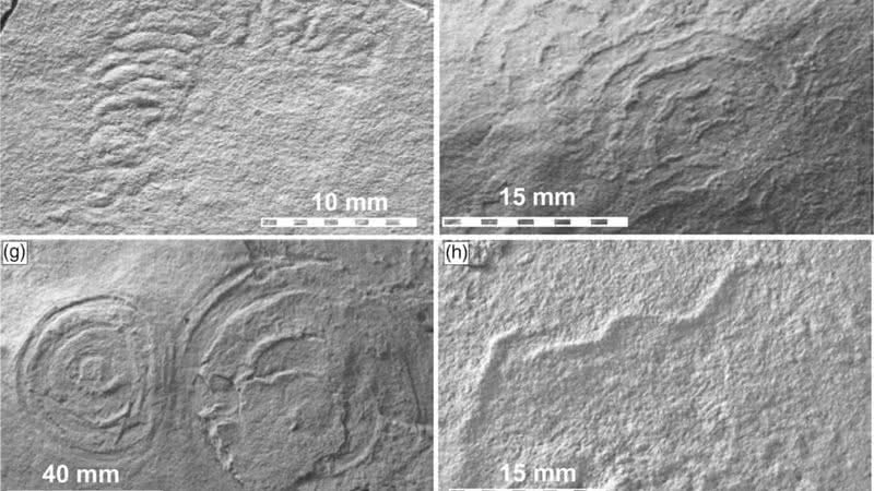 Imagens da biota Ediacarana de Llangynog Inlier - Reprodução / Anthony JI Clarke et.al