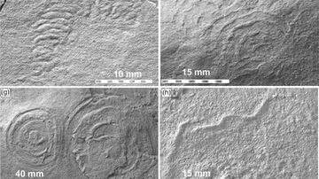 Imagens da biota Ediacarana de Llangynog Inlier - Reprodução / Anthony JI Clarke et.al