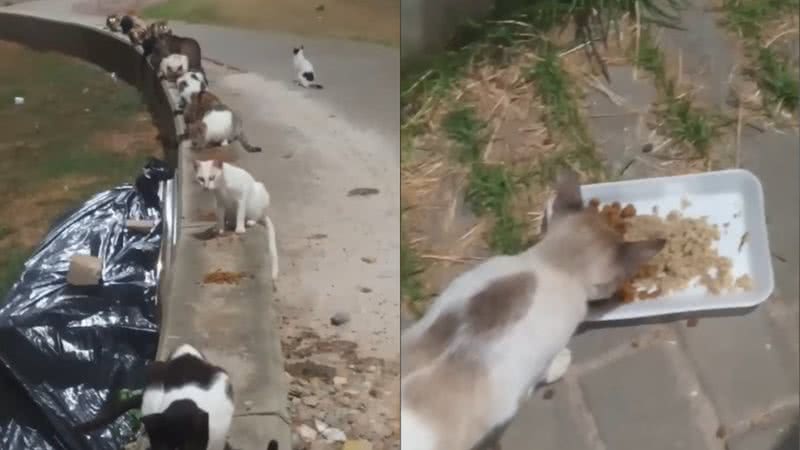 Imagens dos gatos abandonados na orla de Piatã, em Salvador - Reprodução/Vídeo/UOL