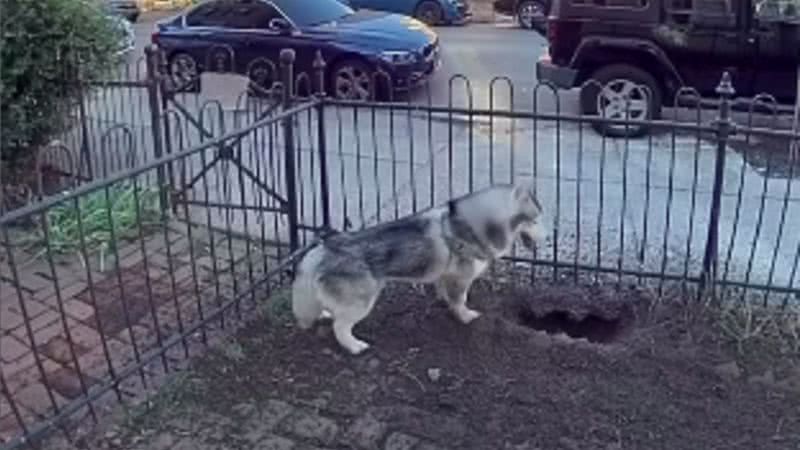 Husky Kobe fazendo um buranco do jardim - Reprodução/Redes Sociais