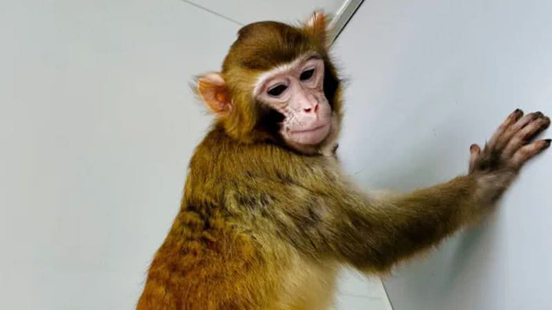 ReTro, o primeiro macaco-rhesus clonado bem-sucedido no mundo - Divulgação/Qiang Sun