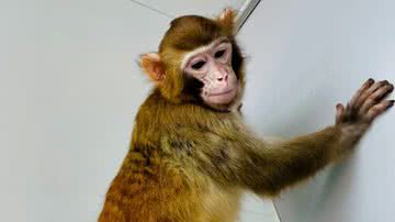 ReTro, o primeiro macaco-rhesus clonado bem-sucedido no mundo - Divulgação/Qiang Sun