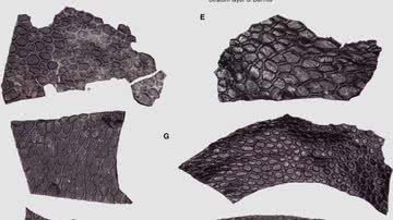 Amostras de pele de réptil fossilizada descoberta nos Estados Unidos - Divulgação/Ethan D.Mooney et.al