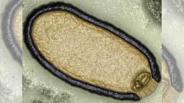 Vírus isolado de uma amostra de permafrost com 30.000 anos de idade - Jean-Michel Claverie/IGS/CNRS-AM