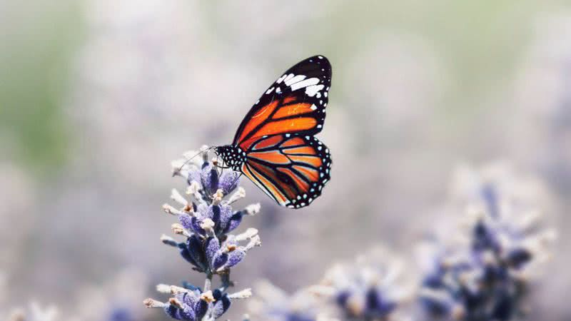 Fotografia meramente ilustrativa de borboleta pousada em flor - Divulgação/ Freepik/ rawpixel.com