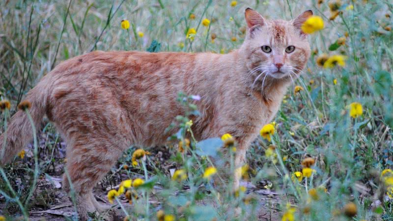 Imagem ilustrativa de gato - Foto por CarolinaP pelo Pixabay