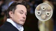 Montagem de Elon Musk com as tortinhas encomendadas pela Tesla - Getty Images e The Giving Pies