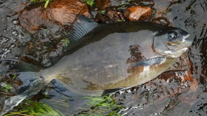 Imagem de um peixe Pacu - Reprodução/Vídeo/YouTube/Aquaminas Piscicultura