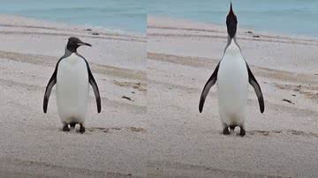 Imagens mostrando o pinguim - Divulgação/ Youtube/ The Guardian