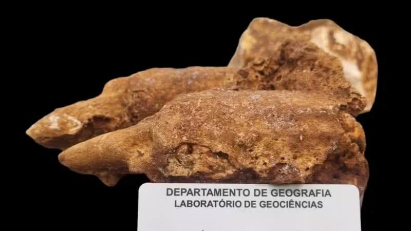 Parte de fóssil de preguiça-gigante encontrado em Minas Gerais - Divulgação/L.E.P. Travassos