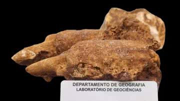 Parte de fóssil de preguiça-gigante encontrado em Minas Gerais - Divulgação/L.E.P. Travassos