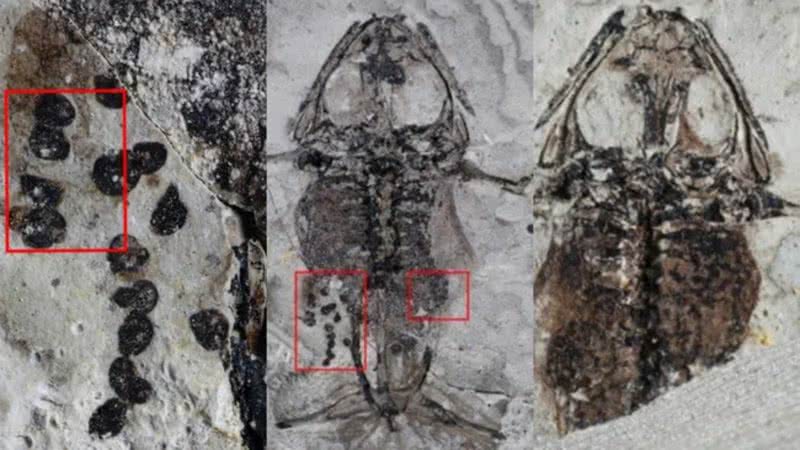 Fóssil de sapo com ovos encontrado na China - Divulgação/Royal Society B: Biological Sciences/Baoxia Du et al