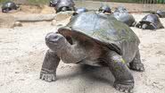 Imagem de uma tartaruga-gigante (Aldabrachelys gigantea) - Yulia Kolosova via Wikimedia Commons