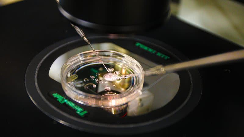 Fotografia tirada durante pesquisas para criação de embrião entre pessoas inférteis - Divulgação/Universidade de Saúde e Ciência de Oregon (OHSU)/Christine Torres Hicks