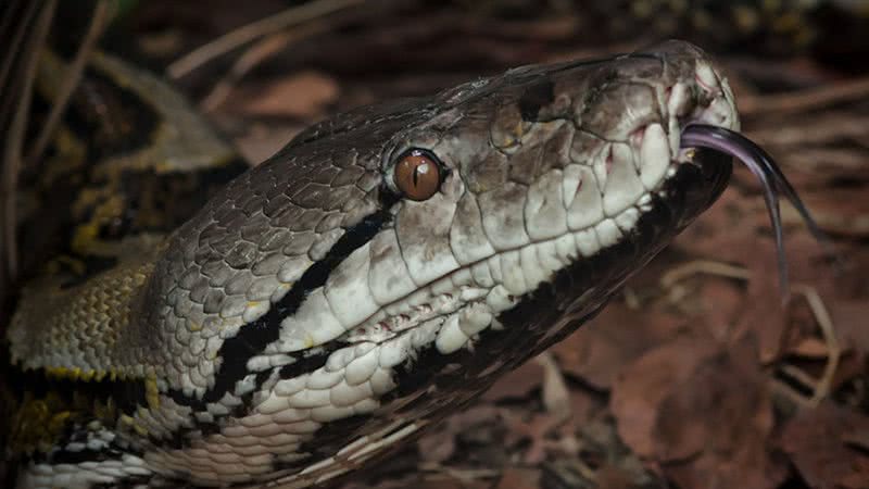 Píton-reticulada (Malayopython reticulatus) - Foto por Steve Wilson pelo Wikimedia Commons