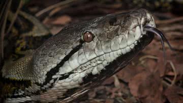 Píton-reticulada (Malayopython reticulatus) - Foto por Steve Wilson pelo Wikimedia Commons