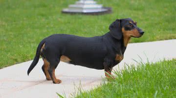 Cachorro da raça Dachshund, conhecido como “salsicha” - Reprodução/Pexels/Nicolas Cappella