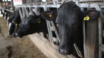 Fazenda produtora de leite nos Estados Unidos - Getty Images