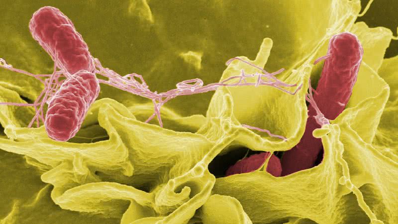 Vírus da Salmonella - National Institutes of Health