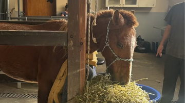 Cavalo Caramelo após ter sido resgatado - Reprodução/Eduardo Paganella