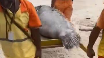 Peixe sendo retirado da praia - Reprodução/Video