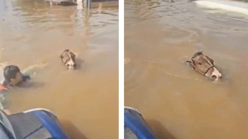 Cavalo foi resgatado no Rio Grande do Sul - Divulgação/vídeo/G1