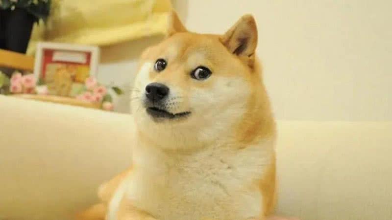 Kabosu, shiba inu que virou meme - Divulgação/Akatsuko Sato