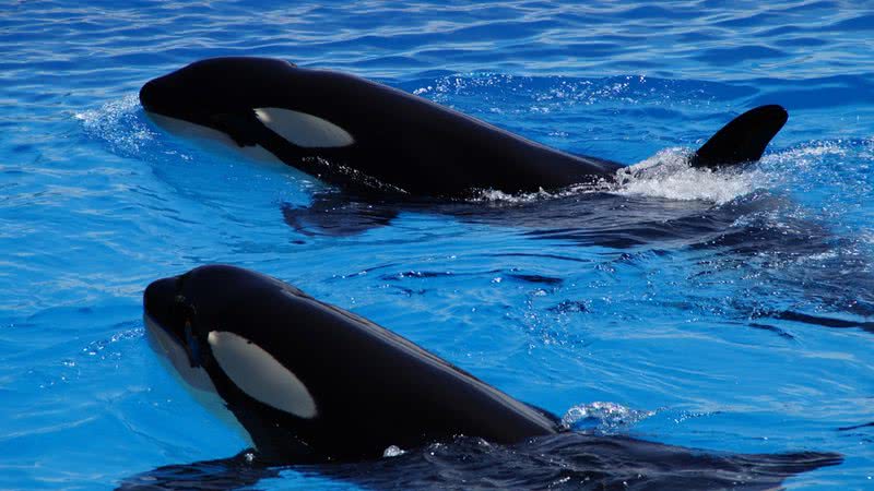 Imagem ilustrativa de orcas - Foto de Efraimstochter, via Pixabay