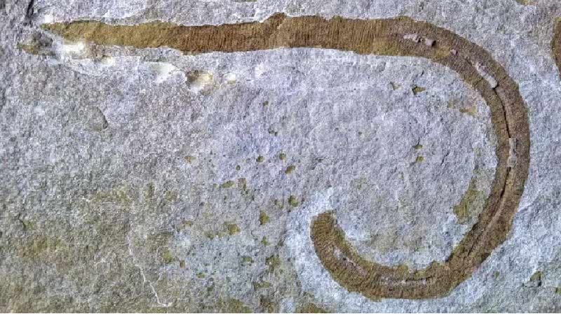 Fóssil do verme pré-histórico encontrado em Herefordshire, na Inglaterra - Divulgação/National History Museum