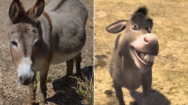 Burro Perry serviu de inspiração para personagem de Shrek - Barron Park Donkeys e DreamWorks