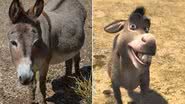 Burro Perry serviu de inspiração para personagem de Shrek - Barron Park Donkeys e DreamWorks