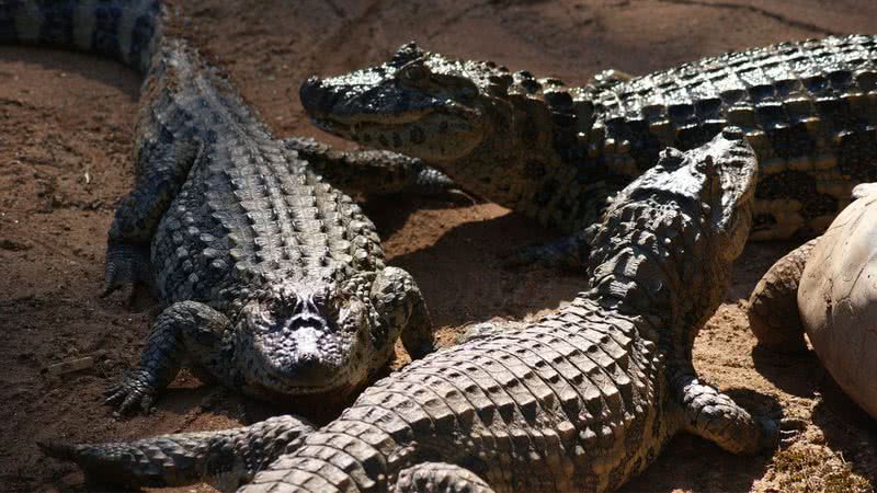 Crocodilos eram objeto de veneração no Egito Antigo - Flickr