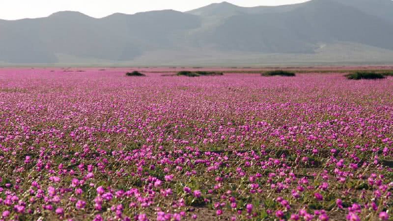 Deserto do Atacama coberto por flores - Reprodução/Redes Sociais