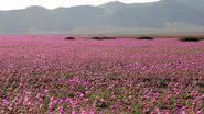 Deserto do Atacama coberto por flores - Reprodução/Redes Sociais