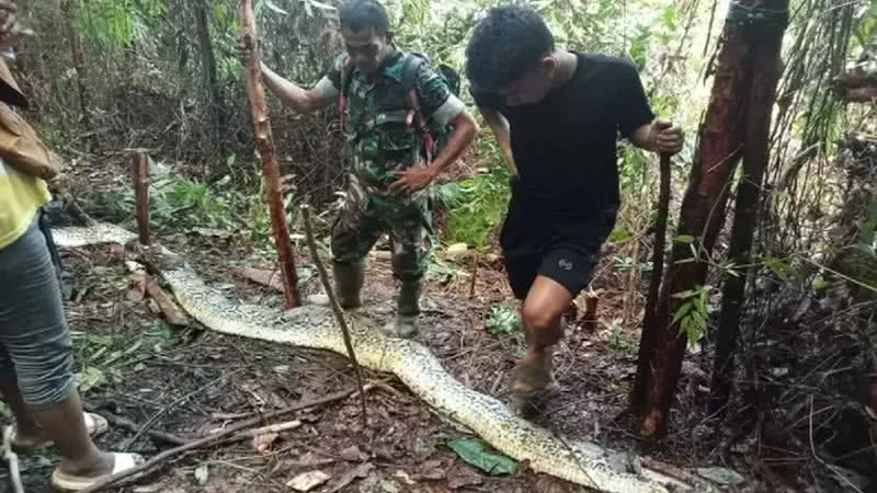 Mulher desaparecida é encontrada dentro de cobra píton de nove metros na Indonésia - Reprodução