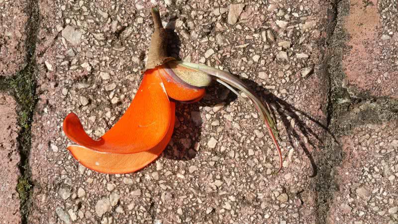 Erythrina caffra passará a se chamar Erythrina affra - Wikimedia Commons/Andrew Higgs