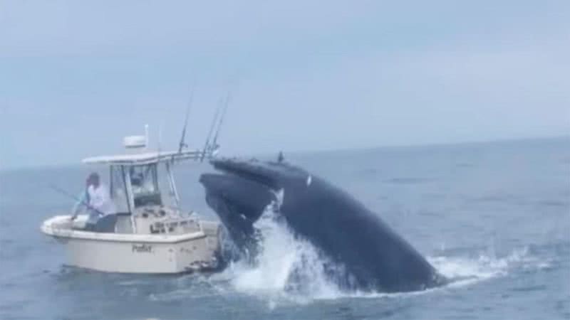 Baleia pulou sobre barco no Atlântico Norte - Divulgação/Colin Yager