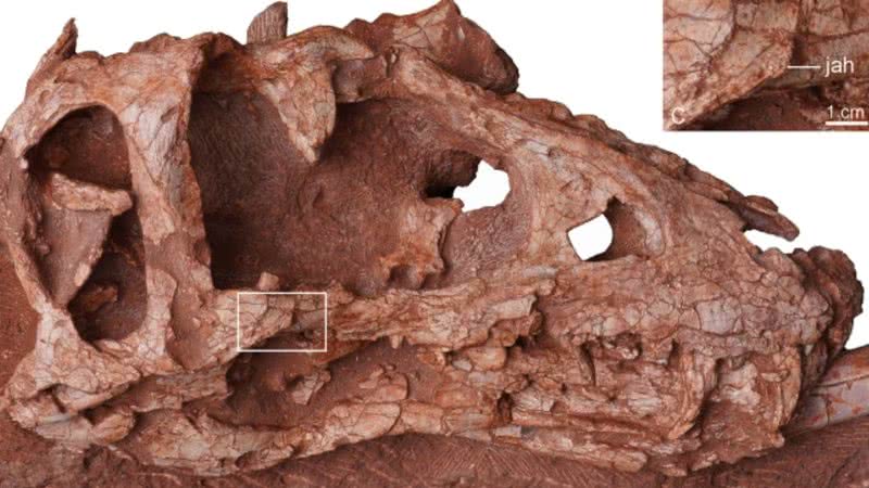 Crânio de T-Rex descoberto na China - Divulgação/Scientific Reports