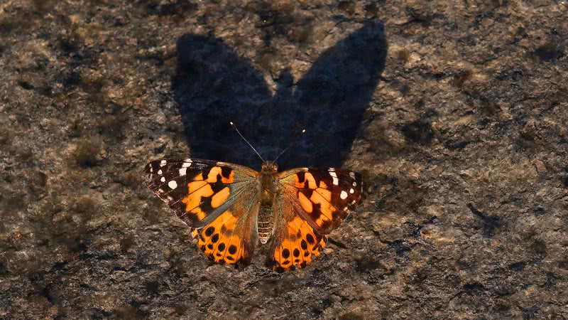 Borboleta da espécie Vanessa Cardui - Getty Images