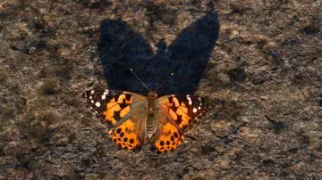 Borboleta da espécie Vanessa Cardui - Getty Images