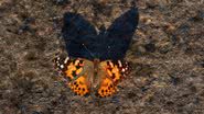 Borboleta da espécie Vanessa Cardui - Getty Images