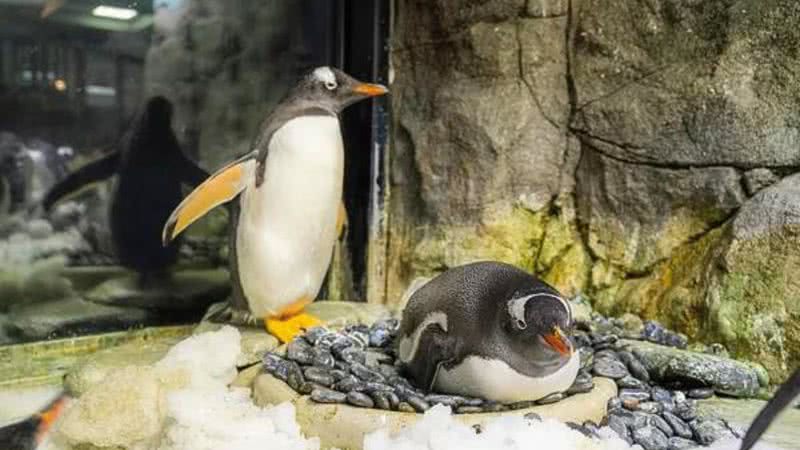 Sphen e Magic, casal de pinguins gays na Austrália - Divulgação/Sea Life Sydney Aquarium