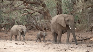 Elefantes na Namíbia, sul da África - Getty Images