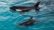 Orcas nadando no Parque de Exposições Animal Marineland, na França - Getty Images