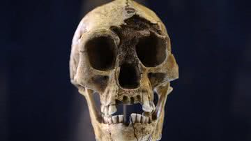 Crânio da espécie humana primitiva Homo floresiensis - Divulgação/Alamy