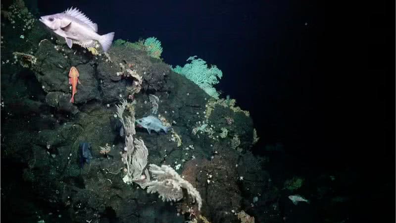 Imagem feita pelo Veículo Operado Remotamente (ROV) SuBastian - Divulgação/ROV SuBastian/Schmidt Ocean Institute