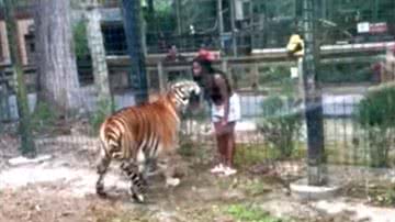 Mulher chegou perto de tigre em zoológico nos EUA - Divulgação/vídeo/Youtube/NJ.com